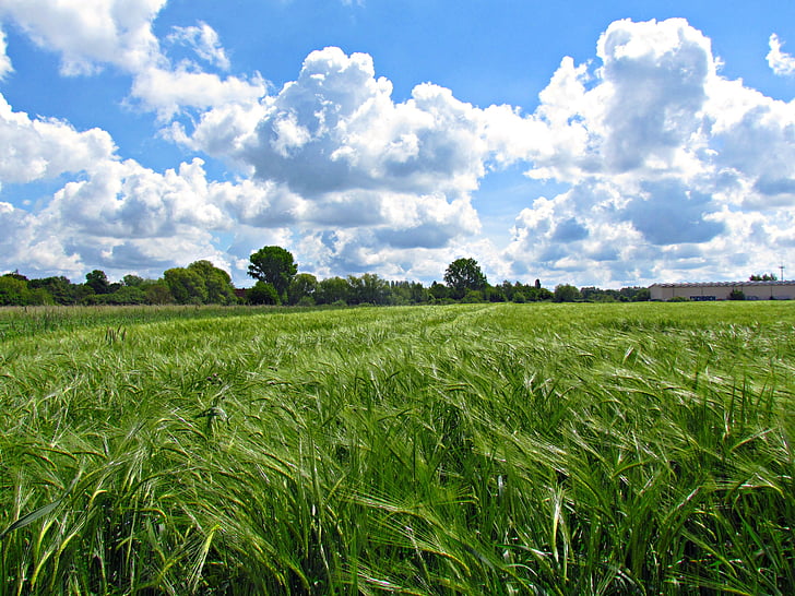 meadow, field, nature, landscape, spring, sky, green