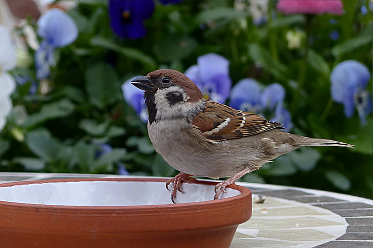 pták, Sparrow, Sperling, Passer domesticus, smývání, zahrada, jaro