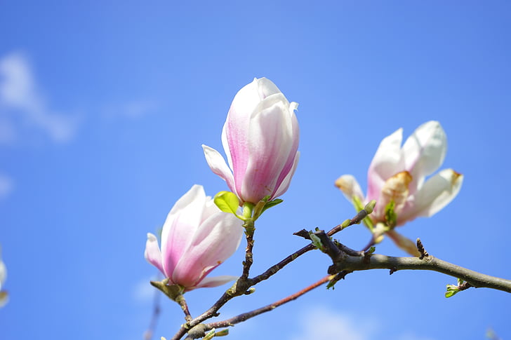 Tulpen-Magnolie, Blumen, Blütenmeer, Magnolia × soulangeana, Magnolie, magnoliengewaechs, Magnoliaceae