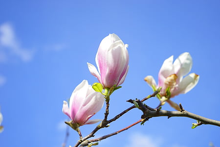 tulip magnolia, flowers, blütenmeer, magnolia × soulangeana, magnolia, magnoliengewaechs, magnoliaceae