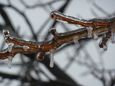 冰, 嗖嗖声, 冻结, 树枝, 分公司, 冬天