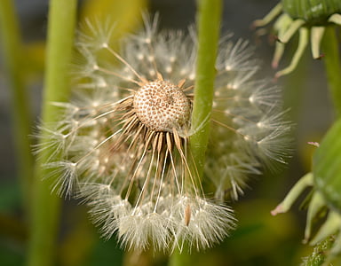 dandelion, seeds, meadow, close, macro, nature, spring