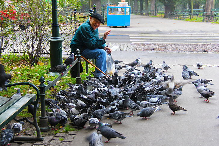 mand, gammel mand, venlige, smilende, fodring, duer, Kraków