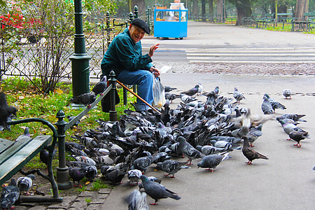 hombre, anciano, amistoso, sonriendo, alimentación, palomas, Kraków