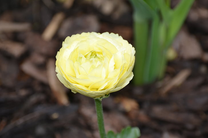 květ, Bloom, bílá, jaro, květ, Bílý květ, Zavřít