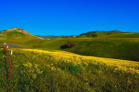 California, landskapet, naturskjønne, blomster, anlegget, villblomster, gjerdet