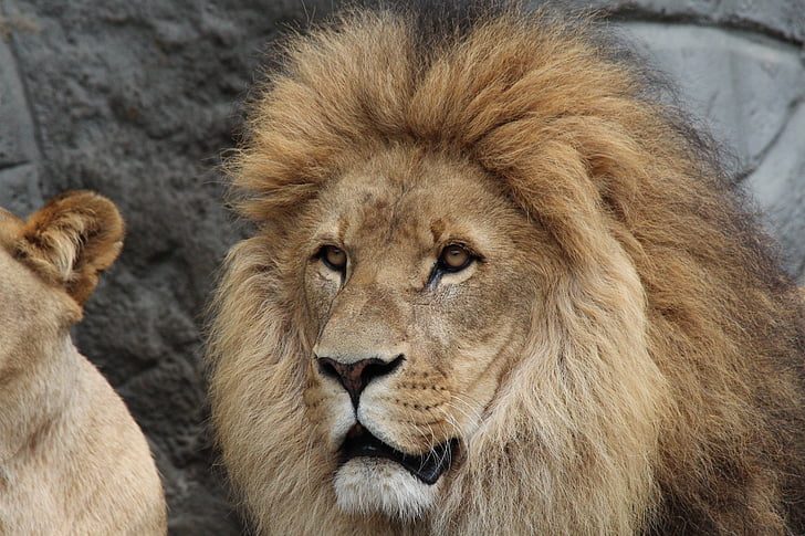lejon, Panthera leo, Lioness, djurvärlden, Afrika, djur, Predator