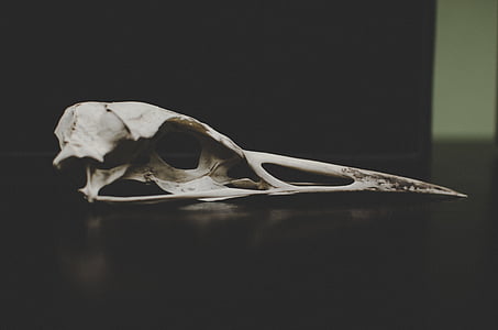 bot, dood, restant, wit, dierlijke schedel, dierlijke botten, menselijk skelet
