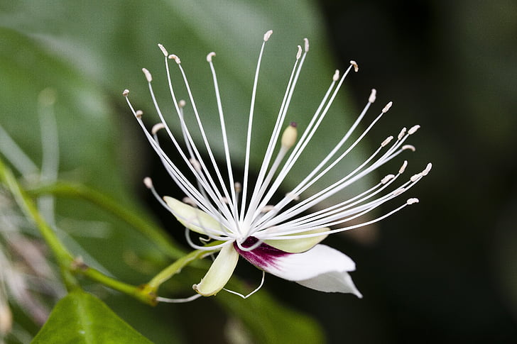 Capparis micracantha, άνθος, άνθιση, σφραγίδα, στήμονες, λουλούδι, φυτό