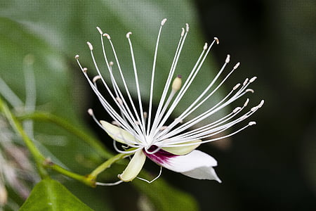 Capparis micracantha, kvet, kvet, pečiatka, tyčiniek, kvet, rastlín
