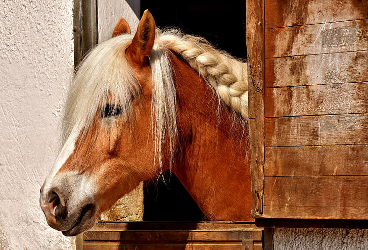 hest, Horse stallen, dyr, ri, natur, brun, en dyr