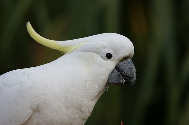 cockatoo, sulphur crested cockatoo, australia, bird, parrot, colorful, australian