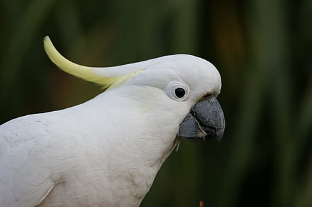 Cockatoo, le cacatoès huppé de soufre, Australie, oiseau, perroquet, coloré, australien