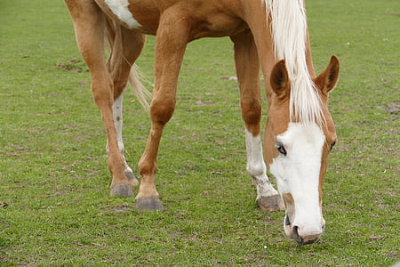 horse, coupling, graze, pasture, rest, paddock, brown