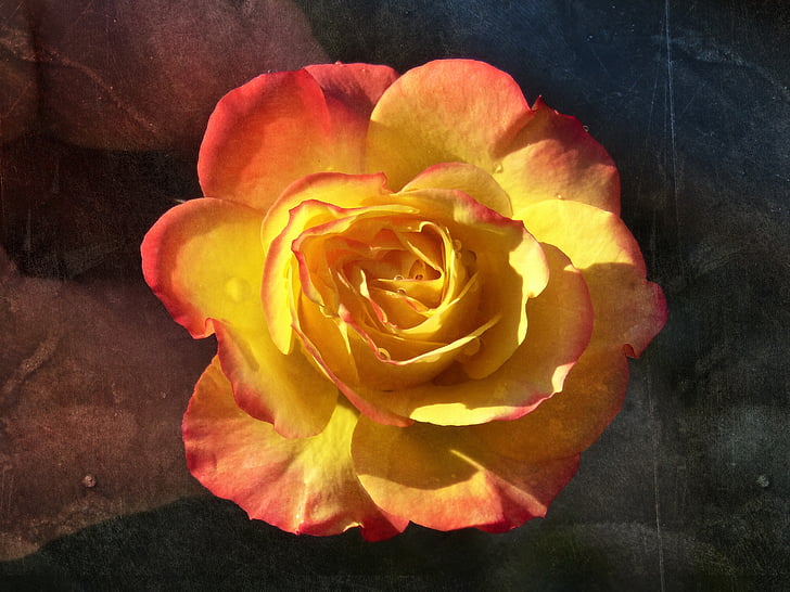 Rosa, bloemblaadjes, gele roos, Grunge, textuur, schoonheid, Vintage