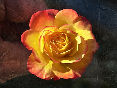 Rosa, cvetnih listov, rumena vrtnica, grunge, tekstura, lepota, Vintage