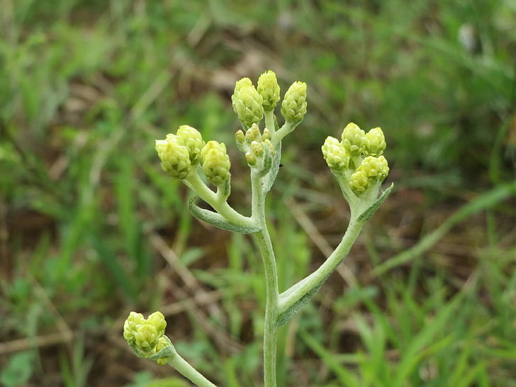 Helichrysum arenarium, Νάνος everlast, immortelle, wildlflower, χλωρίδα, μακροεντολή, βοτανική