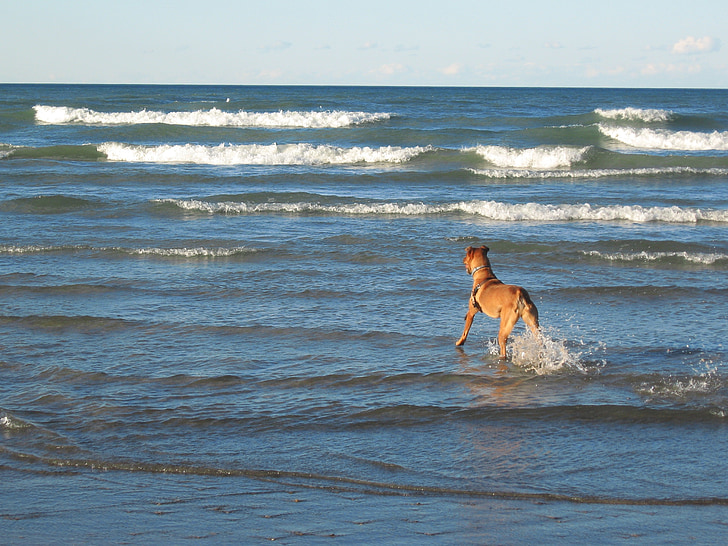 câine, plajă, valuri, apa, albastru, coasta, Lacul michigan
