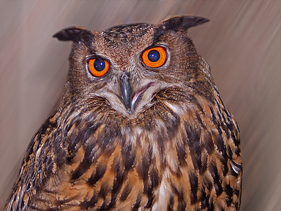 eagle owl, raptor, animal world, lighted eyes, head, bird, feather
