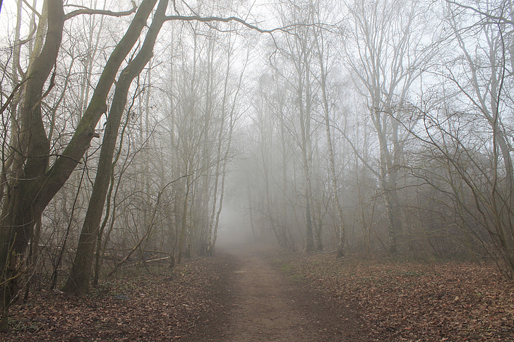 chemin forestier, brouillard, arbres, paysage, Lane, Forest, arbre