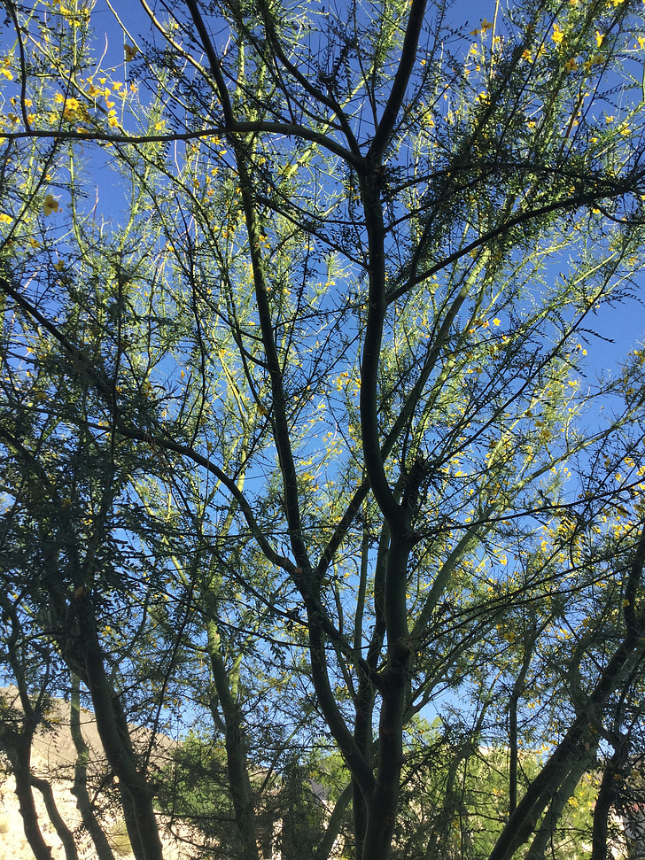 arbre de Palo verde, désert, sud-ouest, nature, xéropaysagisme