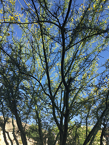 palo verde tree, desert, southwest, nature, xeriscaping