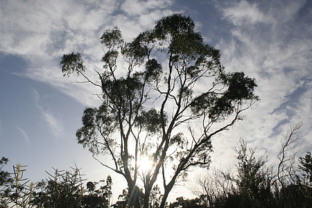 Eucalyptus, boom, blad, tak, hemel, Australië, vers
