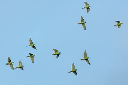verde, aves, voando, azul, Claro, céu, pássaro
