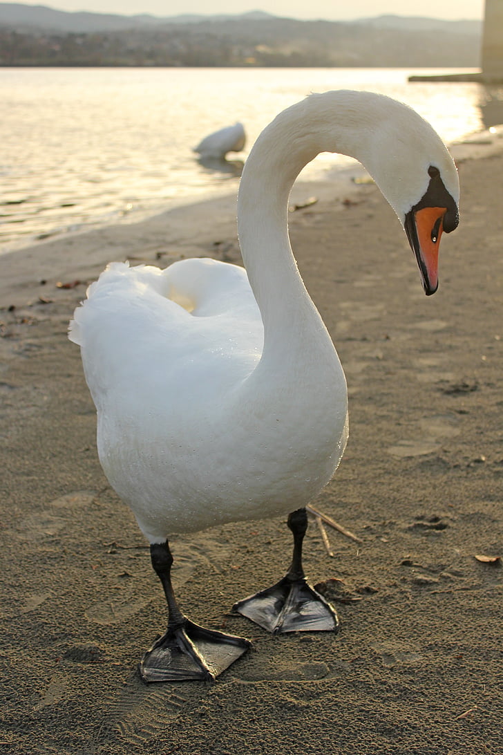 Swan, burung, alam, liar, hewan, putih, air