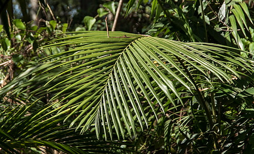 dlaně, Bangalow palm, vějířovitý, deštný prales, Les, Austrálie, Queensland