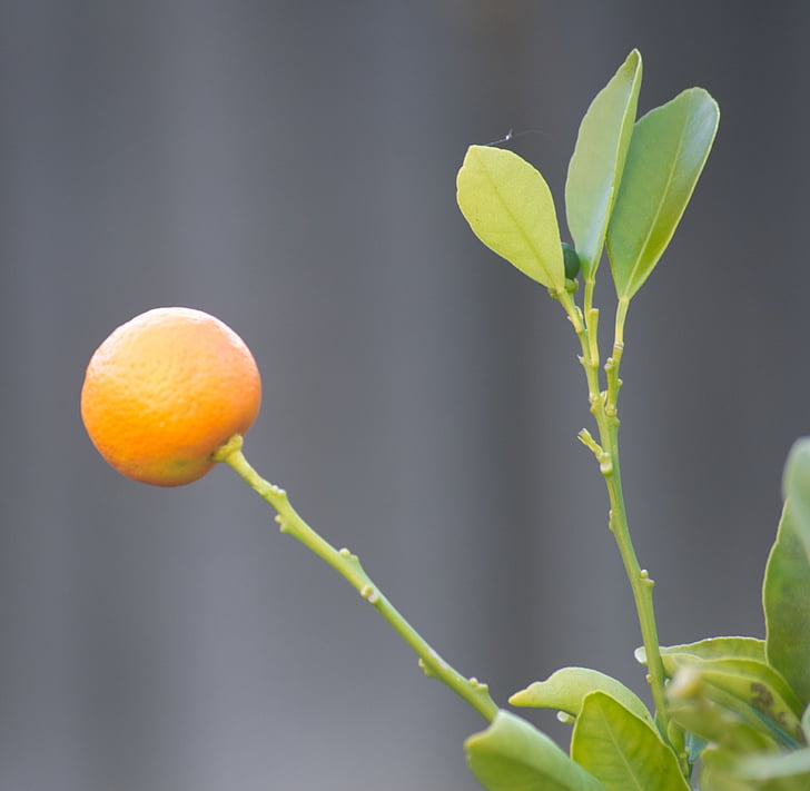 trái cây, màu da cam, cumquat, cây có múi, màu xanh lá cây, Ngọt ngào, Kumquat