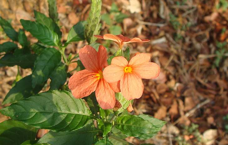 květ, červená, Flora, Crossandra infundibuliformis, Dichelostemma Ida, kanakambaram, Příroda