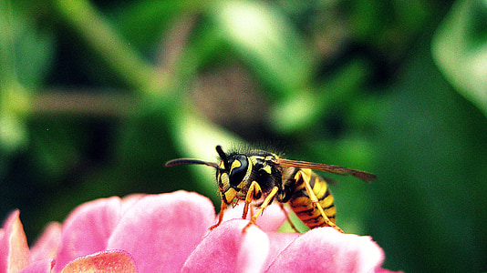 bee, flower, insect, wildlife, honey, petal, petals