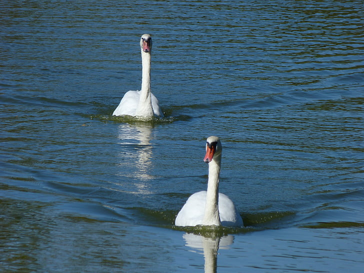 swans, water, birds, afloat, pond, white