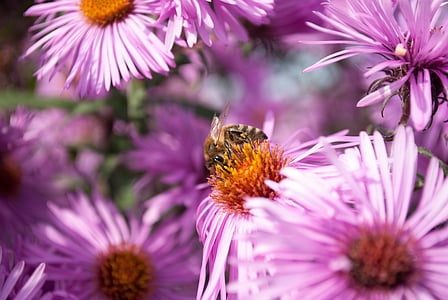 mehiläinen, pölytys, kukat, siitepöly, hyönteinen, kukka, makro