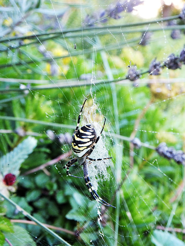 Spinne, Garten, Sommer, Netzwerk, Spinne-Makro, Insekt, Spinnennetz