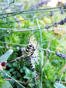örümcek, Bahçe, Yaz, Ağ, örümcek makro, böcek, örümcek ağı