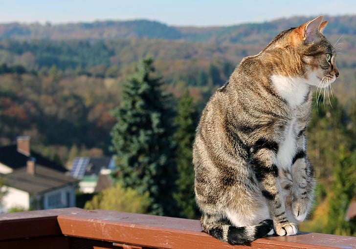 chat, automne, terrasse, Cozy, nature, chat domestique, animal