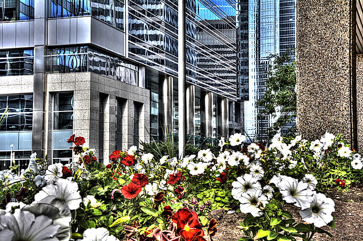 Calgary, Şehir, Kanada, çiçekler, Alberta, şehir merkezinde, Kentsel