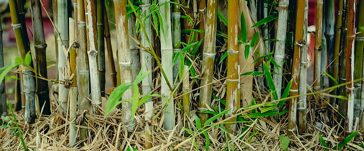 bambu, hijau, latar belakang, pohon, hutan, alam, Jepang