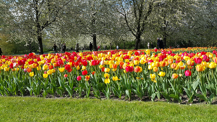 tulips, flowers, colors, garden
