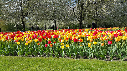 tulipes, fleurs, couleurs, jardin