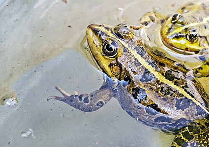 amphibians, animal photography, animals, close-up, frogs, water, amphibian