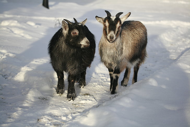 goat, dvärgget, animals, animals in snow