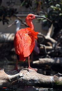 Hotel ibis, rojo, pájaro, Valencia, animal, pico