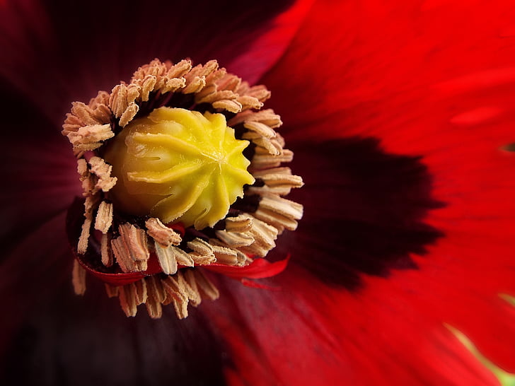 Tuin, decoratieve poppy, detail, bloem, rood, zomer