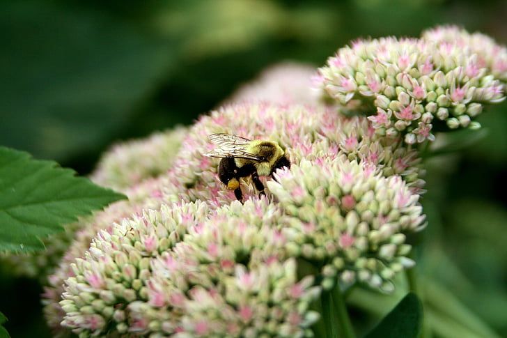 μέλισσα, λουλούδι, το φθινόπωρο, γονιμοποιούν, άγρια φύση, έντομο