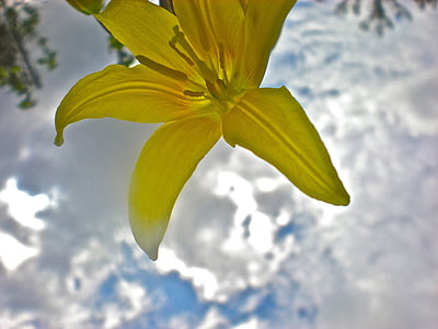 Lilija, dzeltena, puķe, mākonis, mērķi, daba, Leaf