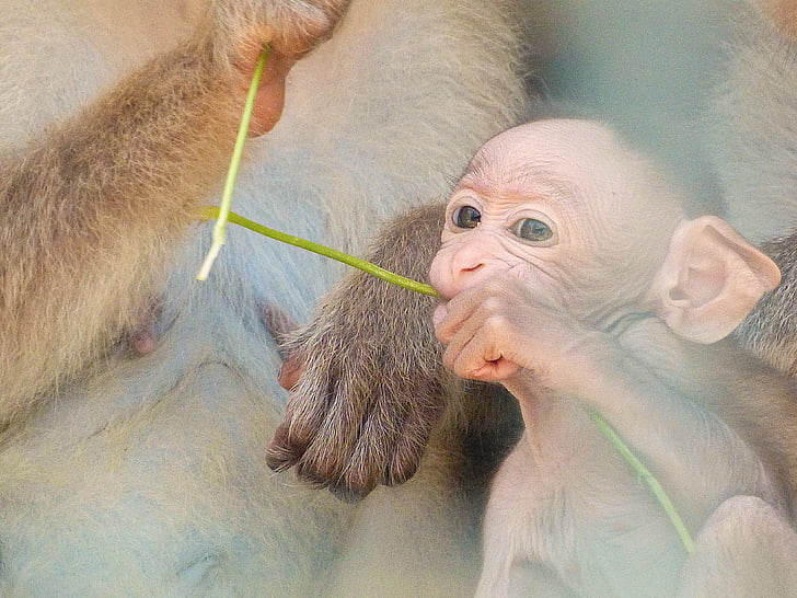 赤ちゃん, 猿, 愛