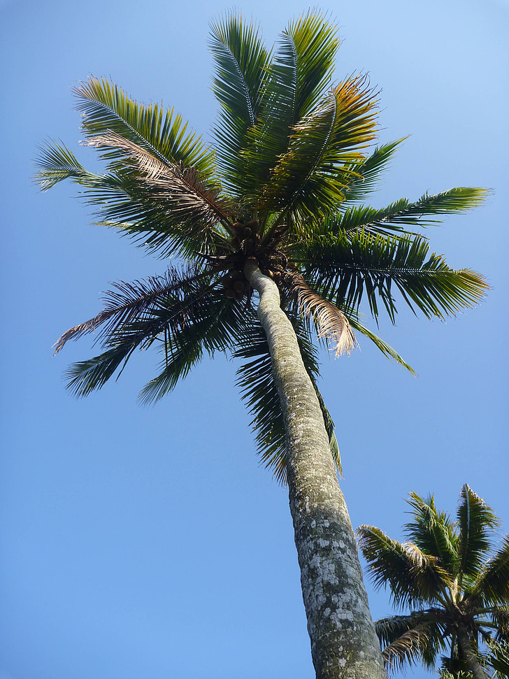 palm tree, blue, sky, leaves, paradise, tropical, island